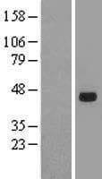 SOX7 Protein (Over-Expression Lysate Myc-DDK (Flag))