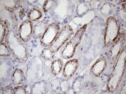 AMTN Antibody (clone OTI5E2)