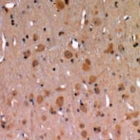 WNT2 / IRP Antibody