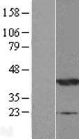 NDRG2 Protein (Over-Expression Lysate Myc-DDK (Flag))