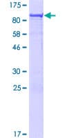 Human CDCA7L Protein (Recombinant GST)