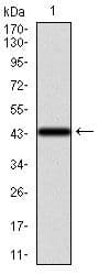 Monoclonal Mouse anti-Human KRT13 / CK13 / Cytokeratin 13 Antibody (clone 3G4, Amino Acid: 143-295, WB)