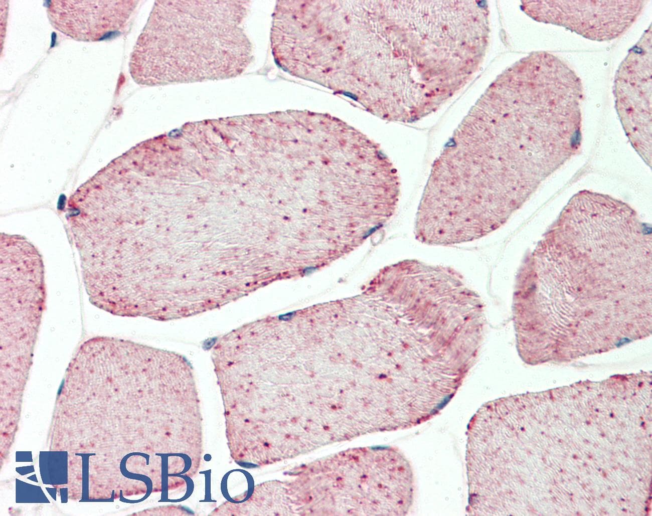 GAPDH Antibody (aa38-87)