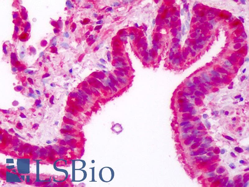 IHC-plus™ HSP70 / Heat Shock Protein 70 Antibody