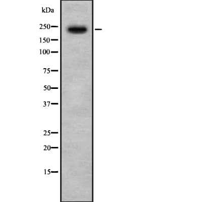 PHF3 Antibody