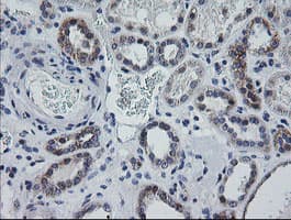 MRPS34 Antibody (clone OTI4C9)