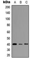 FPR3 / FPRL2 Antibody (C-Terminus)