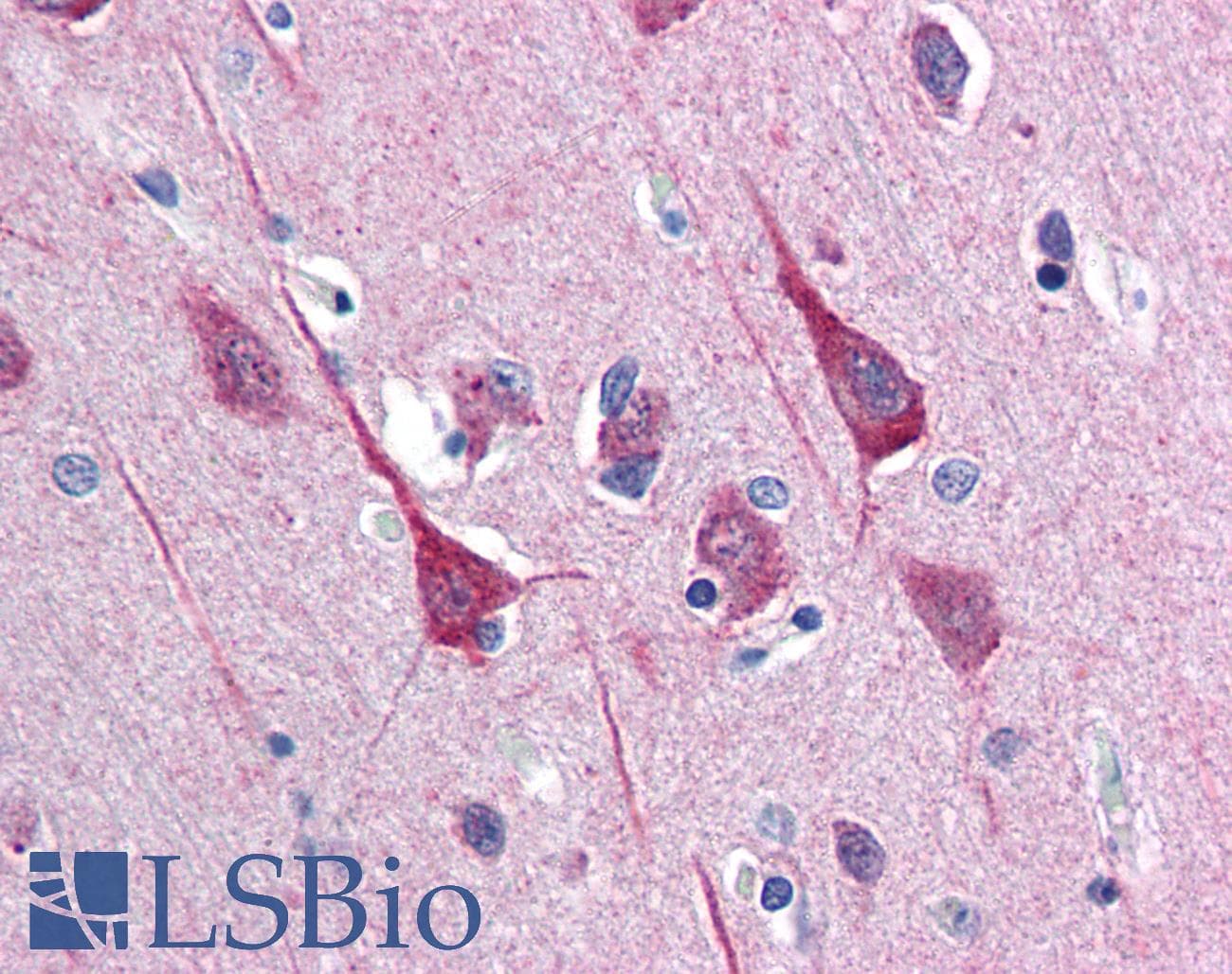 IHC-plus™ DISC1 Antibody (C-Terminus)