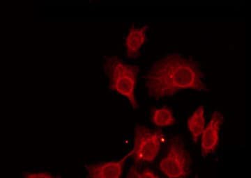 TPRA1 / GPR175 Antibody
