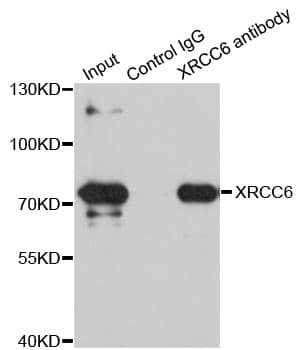 XRCC6 / Ku70 Antibody