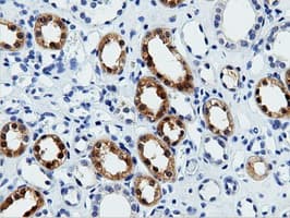 VWA5A Antibody (clone OTI1E9)