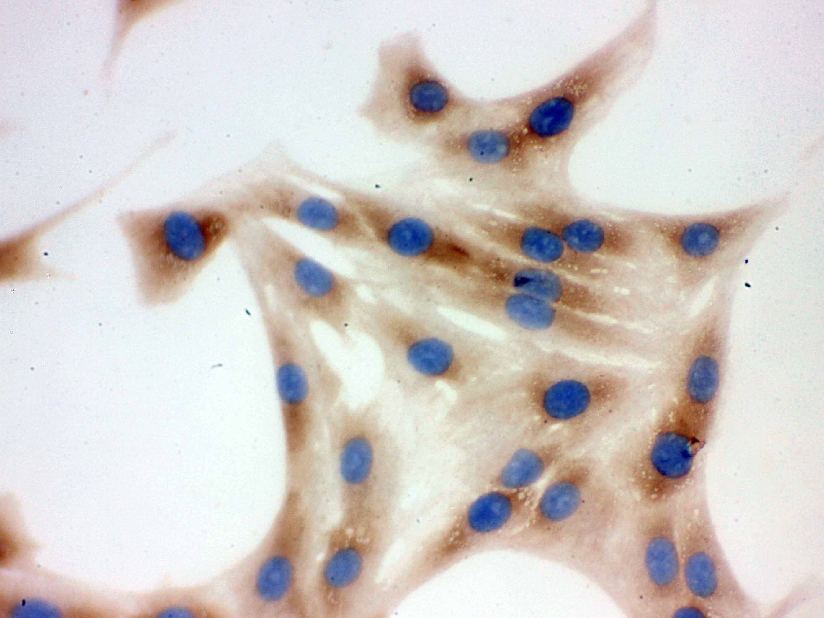 CCT4 / SRB Antibody
