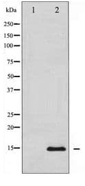 H2AFX / H2AX Antibody
