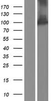 AGO2 / EIF2C2 Protein (Over-Expression Lysate Myc-DDK (Flag))