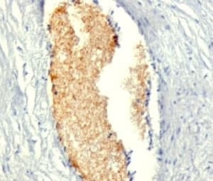 AMPD3 Antibody (clone AMPD3/901)