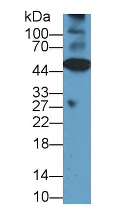 CASP12 / Caspase 12 Antibody (aa1-244, Biotin)