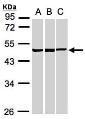 Polyclonal Rabbit anti-Human BZW2 Antibody (aa1-238, WB)