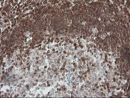 DEF6 Antibody (clone OTI3B2)