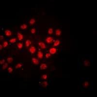 HIST1H3H Antibody