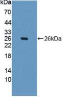 PH / PAH Antibody (aa228-452)