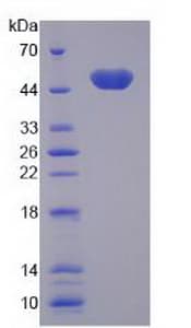 Mouse SFTPC / Surfactant Protein C (Recombinant His,N-terminus + GST)