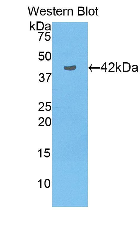 NRP1 / Neuropilin 1 Antibody (aa27-152, Biotin)