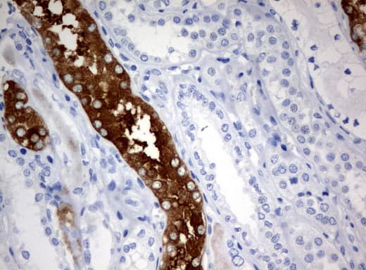 FTCD / 58K Golgi Protein Antibody (clone UMAB122, Carrier-free)