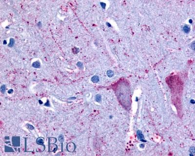 PathPlus™ Polyclonal Rabbit anti-Human NPBWR2 / GPR8 Antibody (N-Terminus, IHC)