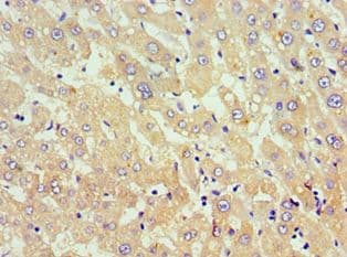 TNFSF18 / GITRL Antibody (aa72-199)