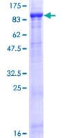Human FBXL5 / FBL5 Protein (Recombinant GST)