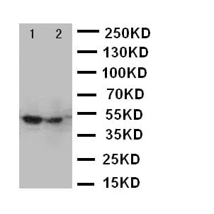 Polyclonal Rabbit anti-Human FOXP3 Antibody (aa321-337, WB)
