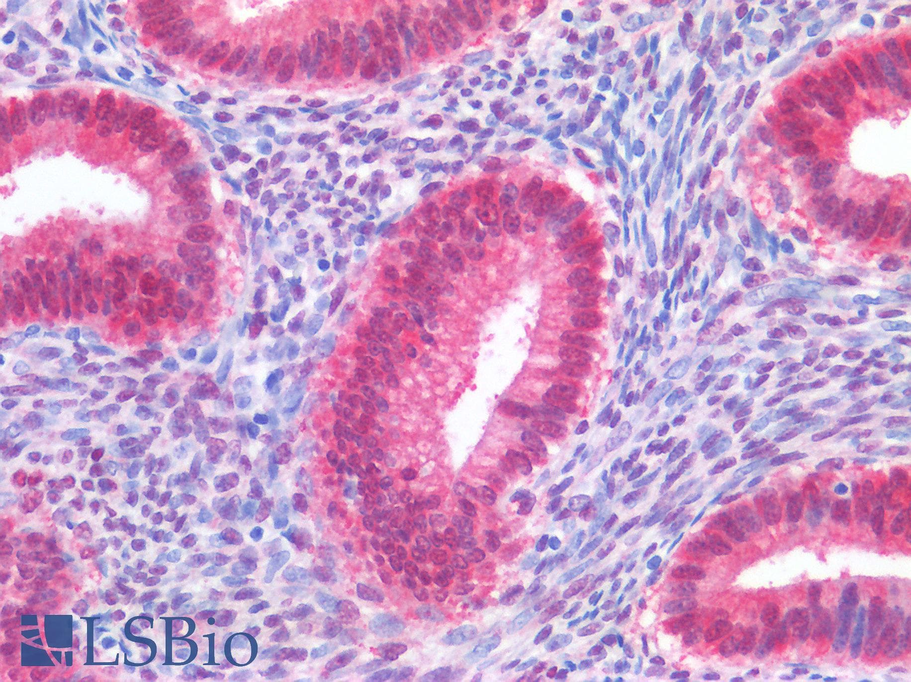 YAP / YAP1 Antibody