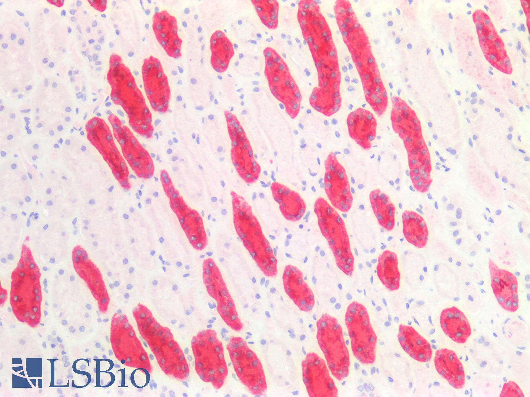 PathPlus™ UMOD / Uromodulin Antibody (Internal)