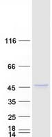 Human SUMF1 Protein (Recombinant Myc-DDK (Flag))
