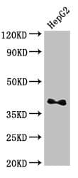 LYVE1 Antibody (aa20-238)