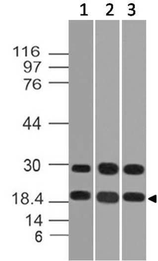 Polyclonal Rabbit anti-Rat DUSP18 Antibody (WB)
