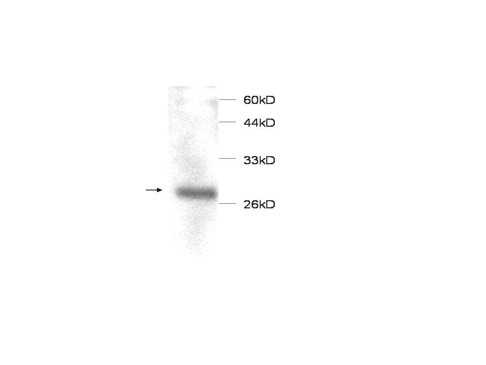 Monoclonal Mouse anti-Human MIF Antibody (WB)