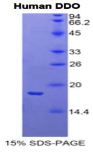Human DDO / D-Aspartate Oxidase Protein (Recombinant His)