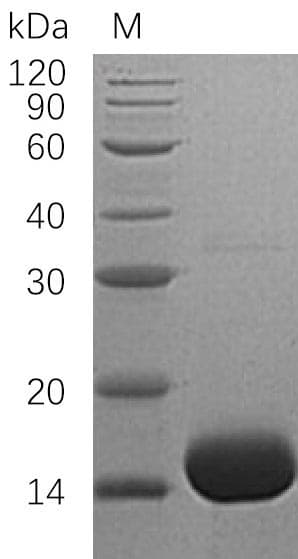 Human IL3 Protein (Recombinant 6His, N-terminus)