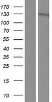 AGAP2 / PIKE Protein (Over-Expression Lysate Myc-DDK (Flag))