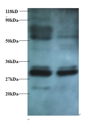 IHC-plus™ ERP29 Antibody
