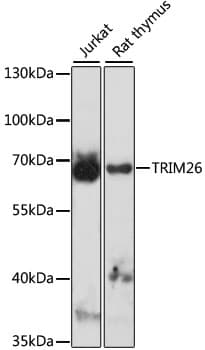 Polyclonal Rabbit anti-Human TRIM26 Antibody (WB)