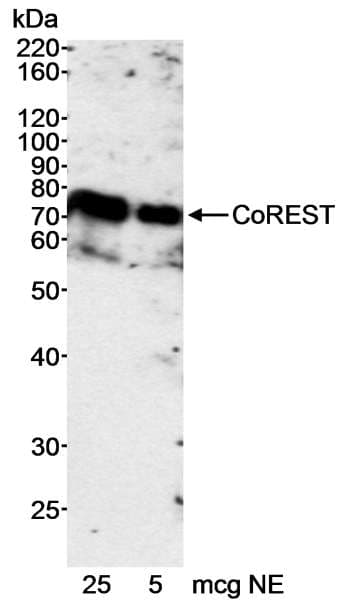 Polyclonal Rabbit anti-Human RCOR1 / COREST Antibody (aa425-C-term, IHC, WB)