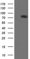 PECAM-1 / CD31 Antibody (clone OTI3H2)