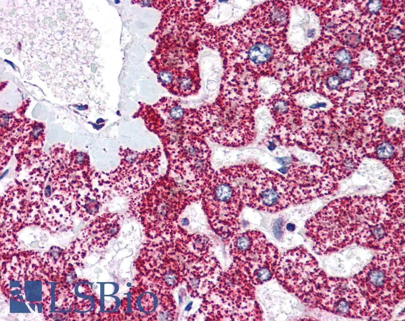 IHC-plus™ LIPG / Endothelial Lipase Antibody (aa19-32)