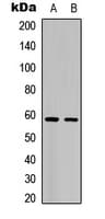 OPCML / OBCAM Antibody (Internal)