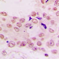Histone H4 Antibody (N-Terminus)