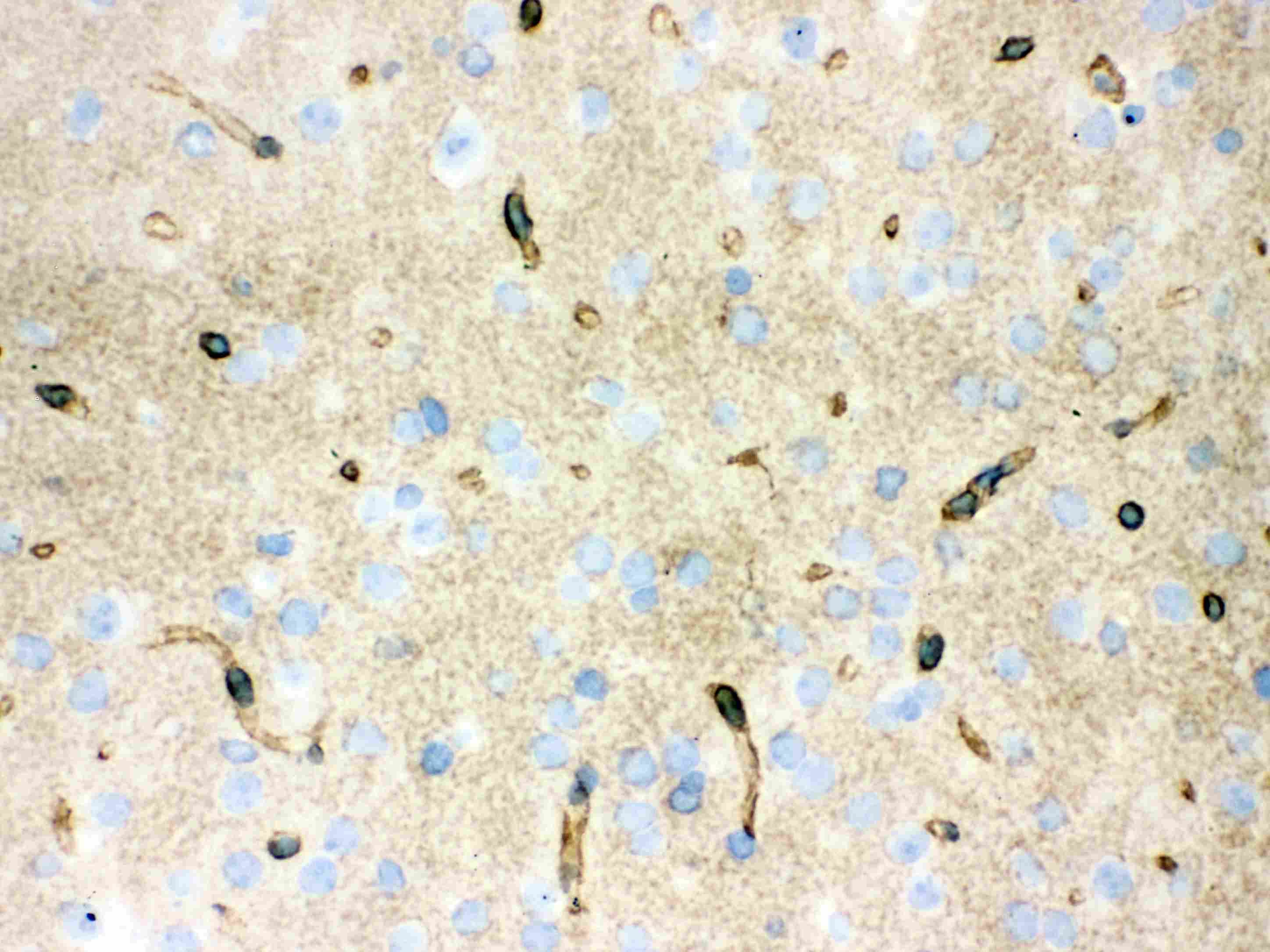 AQP4 / Aquaporin 4 Antibody (aa295-323)