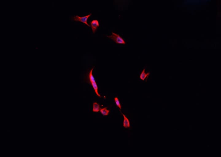 KCNIP3 / Dream / Calsenilin Antibody