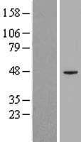PIGK Protein (Over-Expression Lysate Myc-DDK (Flag))